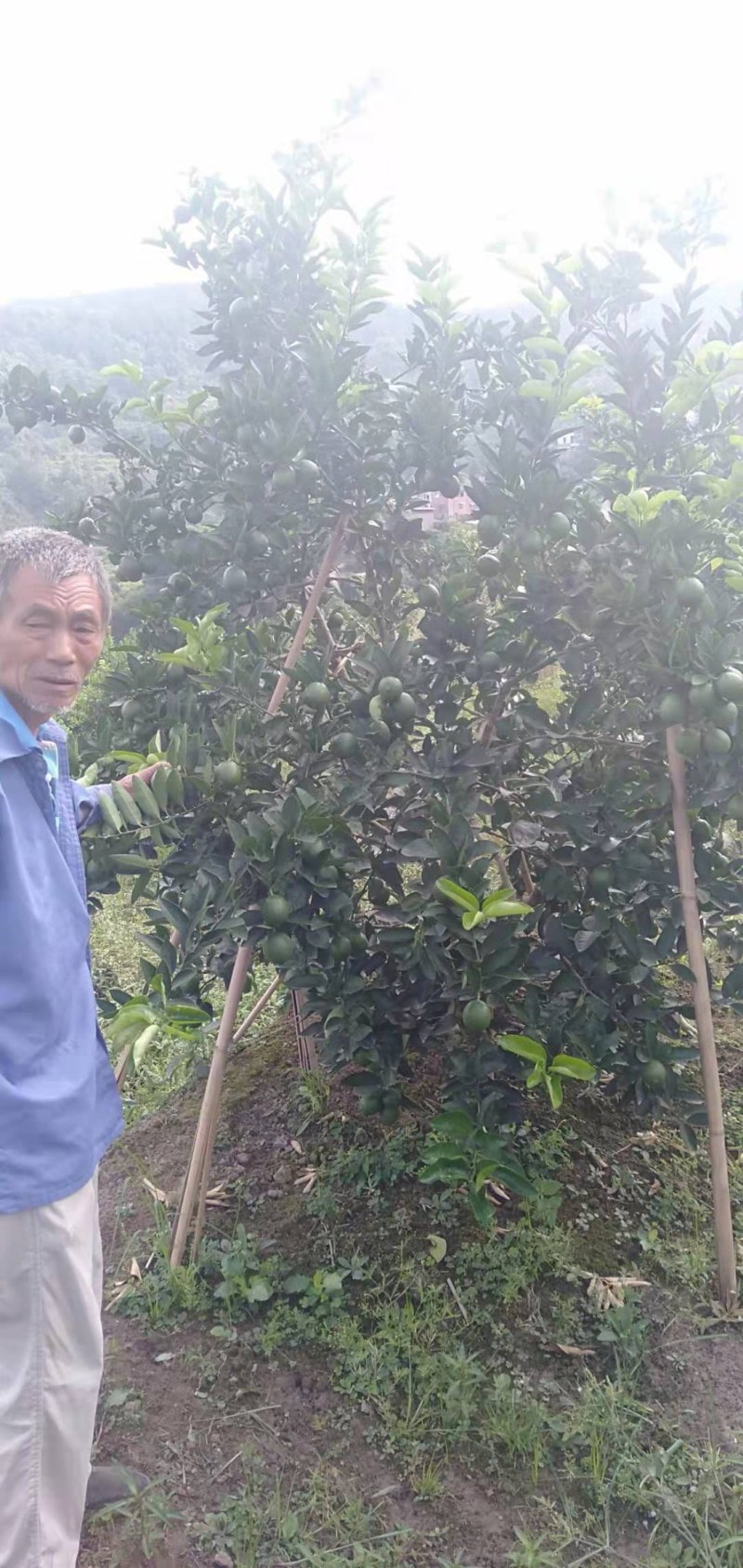 塔西堤无籽柠檬奶茶专用