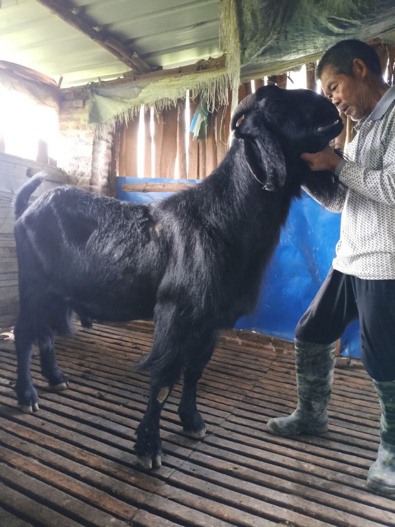 湖南桂阳县黑山羊种羊30~50斤