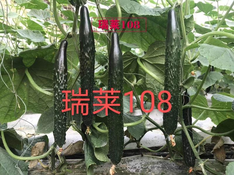 【热卖】早春秋延定植的瑞莱108强雌黑油亮大黄瓜种子包邮到家