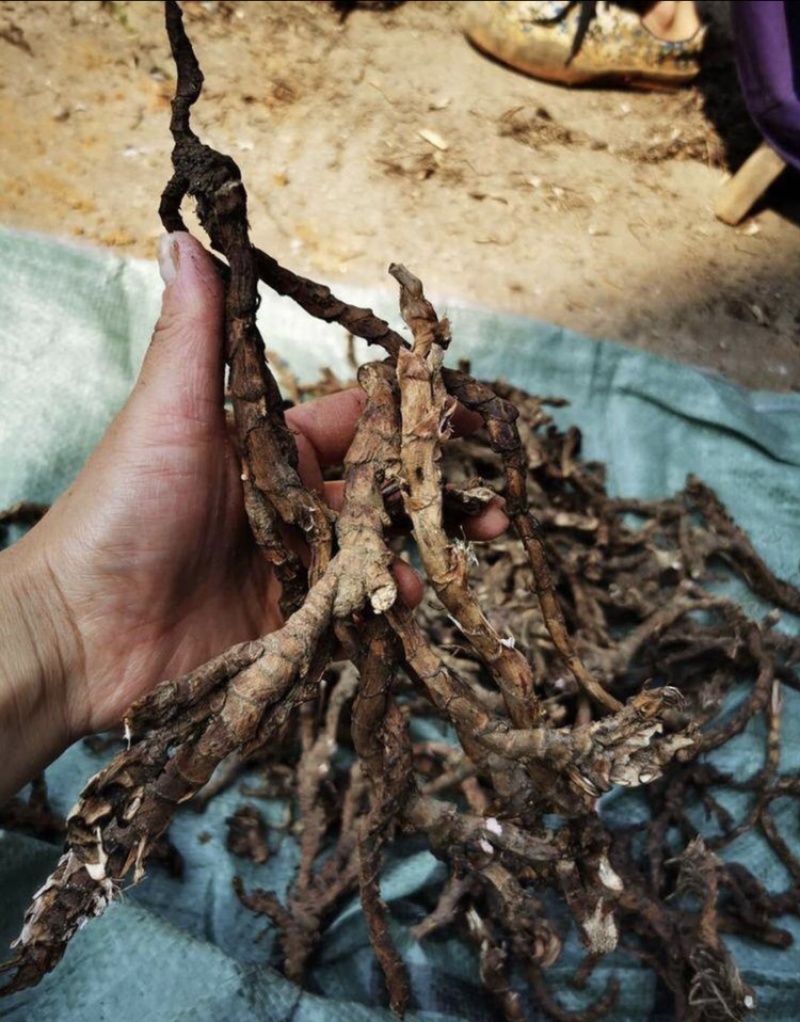 野生石菖蒲山菖蒲药菖蒲九节蒲叶水剑草药新鲜干货。