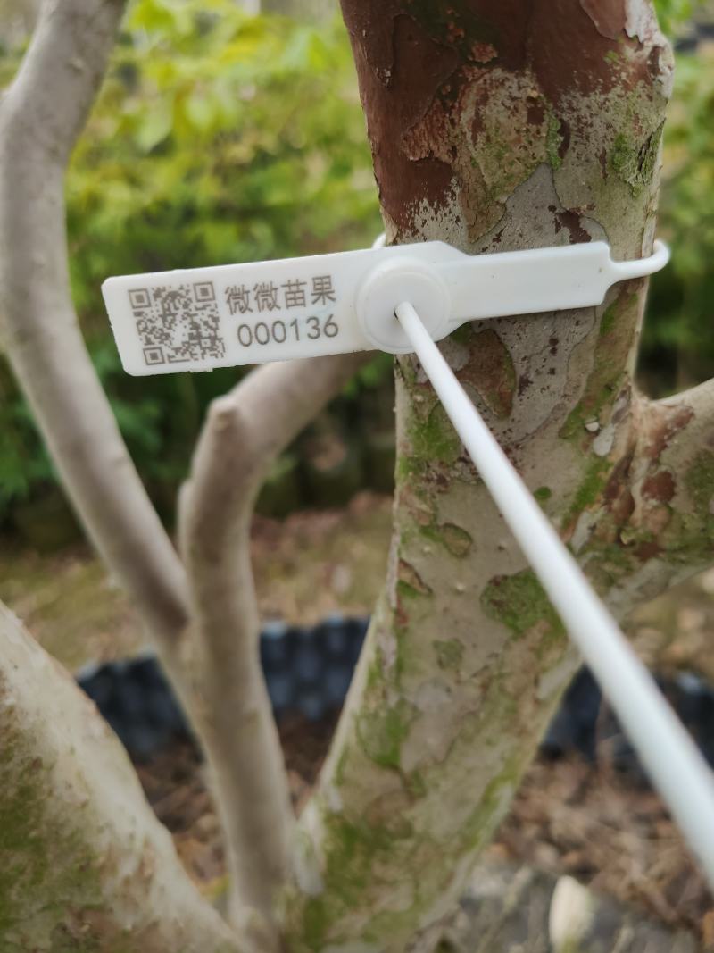 嘉宝果9年挂果大苗带花带果