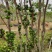 嘉宝果9年挂果大苗带花带果