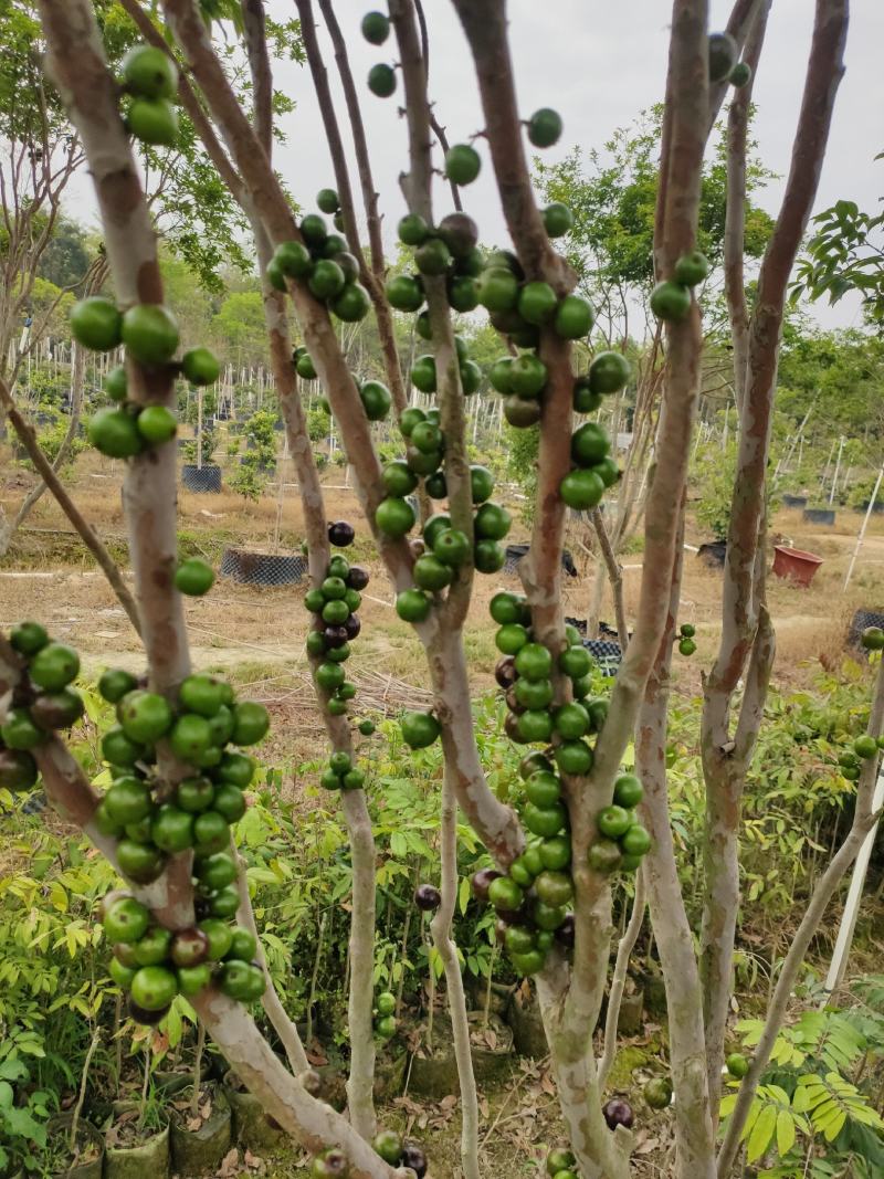 嘉宝果9年挂果大苗带花带果
