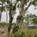 嘉宝果9年挂果大苗带花带果