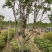 嘉宝果9年挂果大苗带花带果