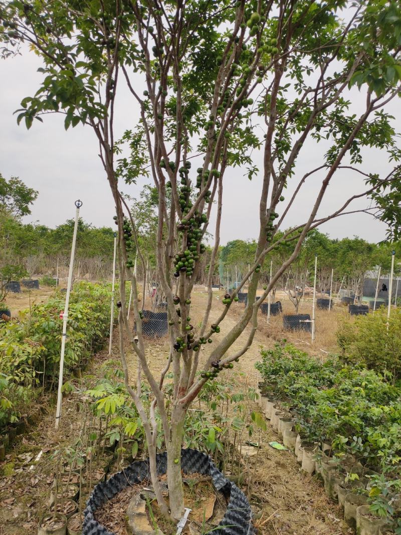 嘉宝果9年挂果大苗带花带果