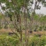 嘉宝果9年挂果大苗带花带果
