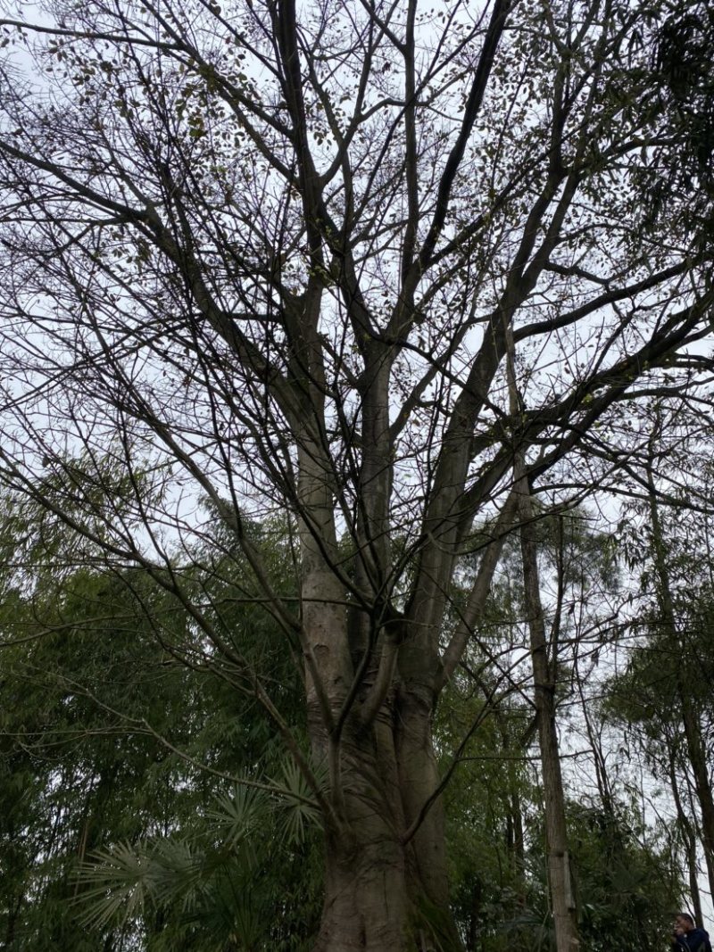 基地直销各种乔木灌木植物等