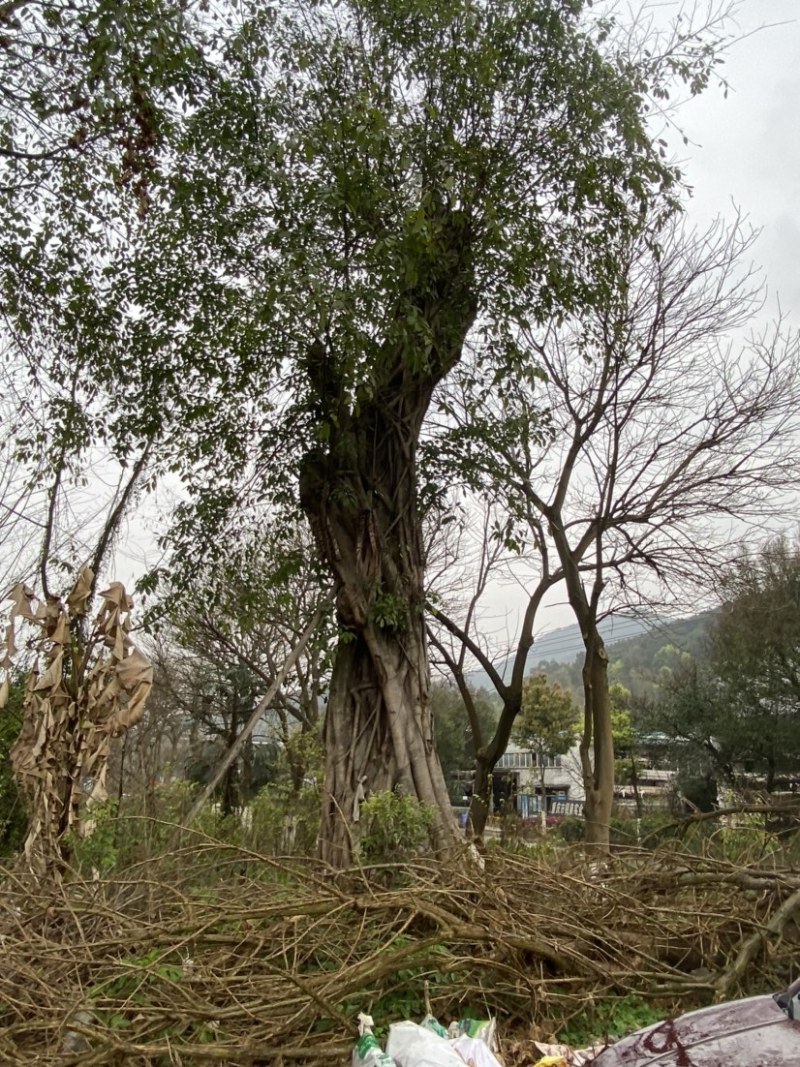 基地直销各种乔木灌木植物等