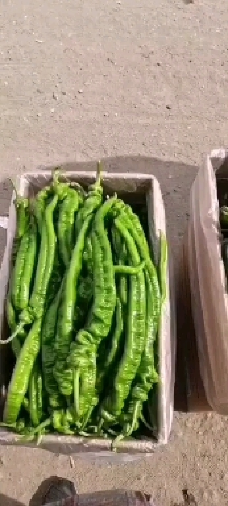 甘肃精品螺丝椒大量上市需要下单