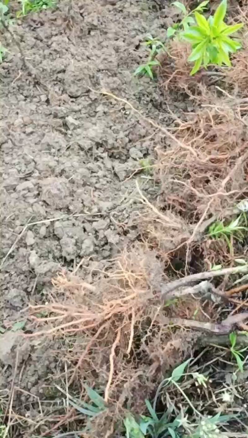 蜂糖李苗出售，苗子价格实惠，种出来的果子美味好吃。