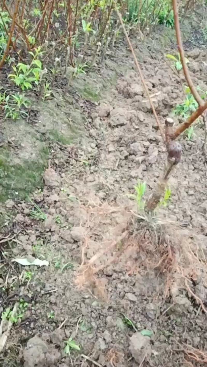 蜂糖李苗出售，苗子价格实惠，种出来的果子美味好吃。