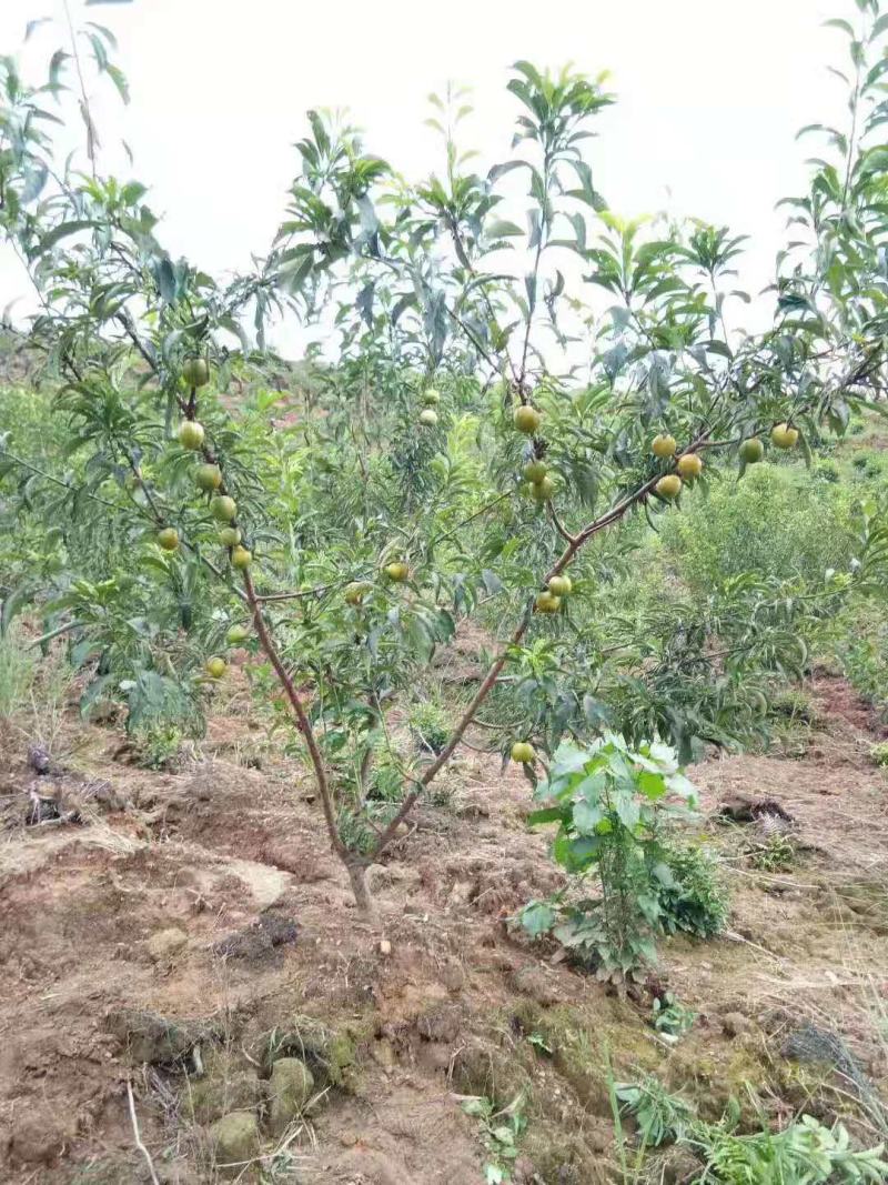 蜂糖李苗出售，苗子价格实惠，种出来的果子美味好吃。