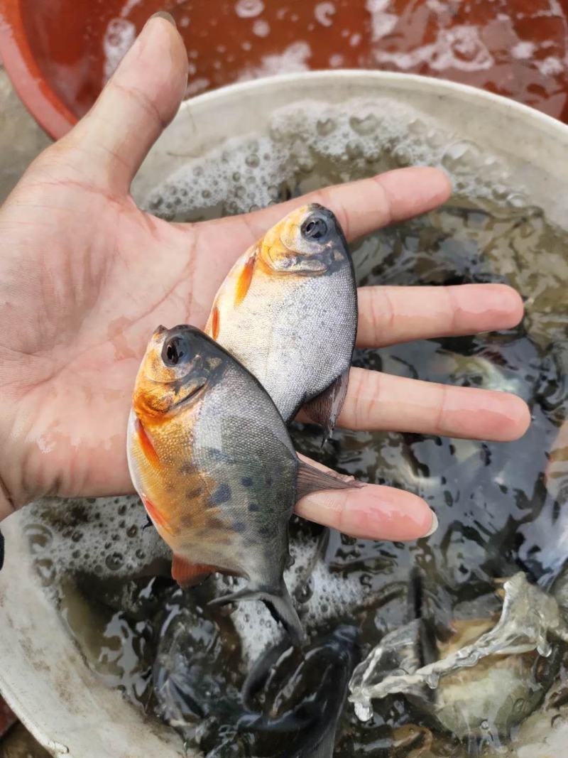 场地供应淡水鲳鱼苗位于广东湛江吴川，全国供应