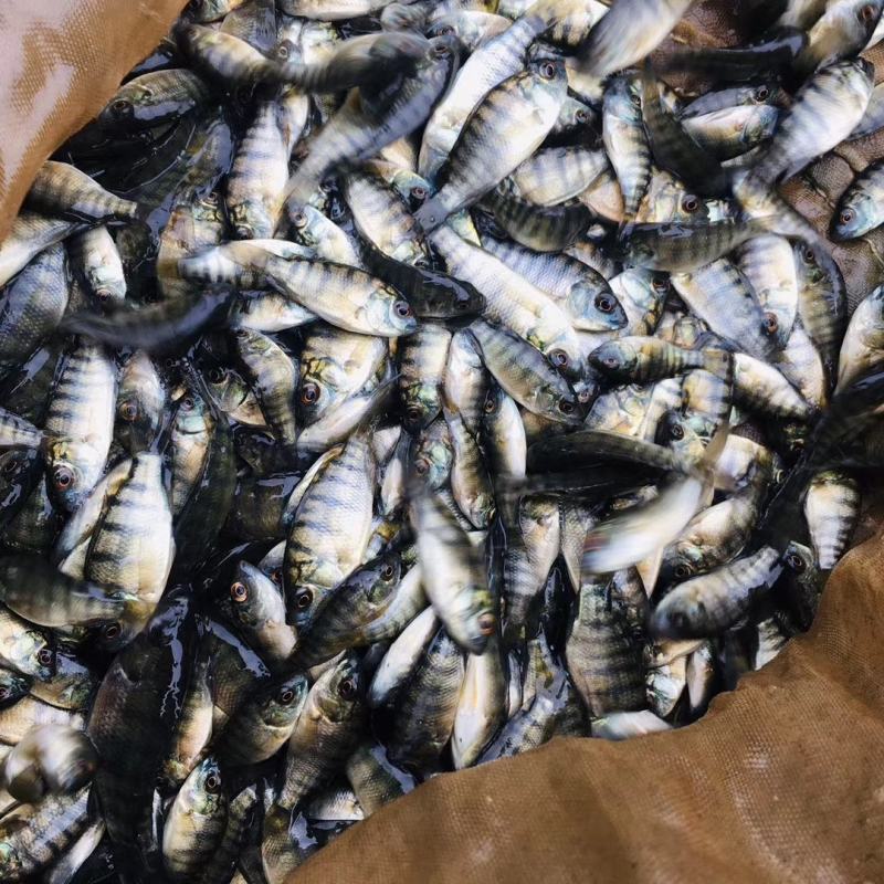 海南1号罗非鱼苗长得快肉质厚长途运舒方便容易活成长快