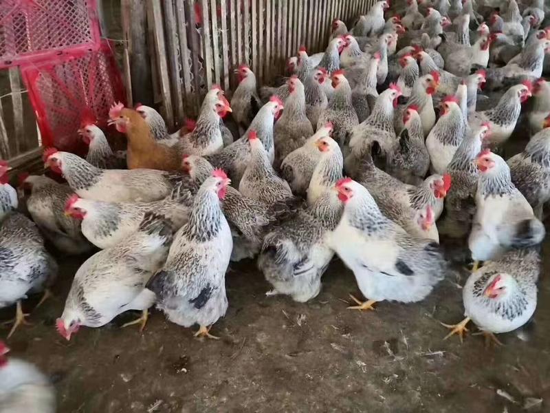 白芦花鸡项肉质鲜美，产场在玉林，支持全国发货
