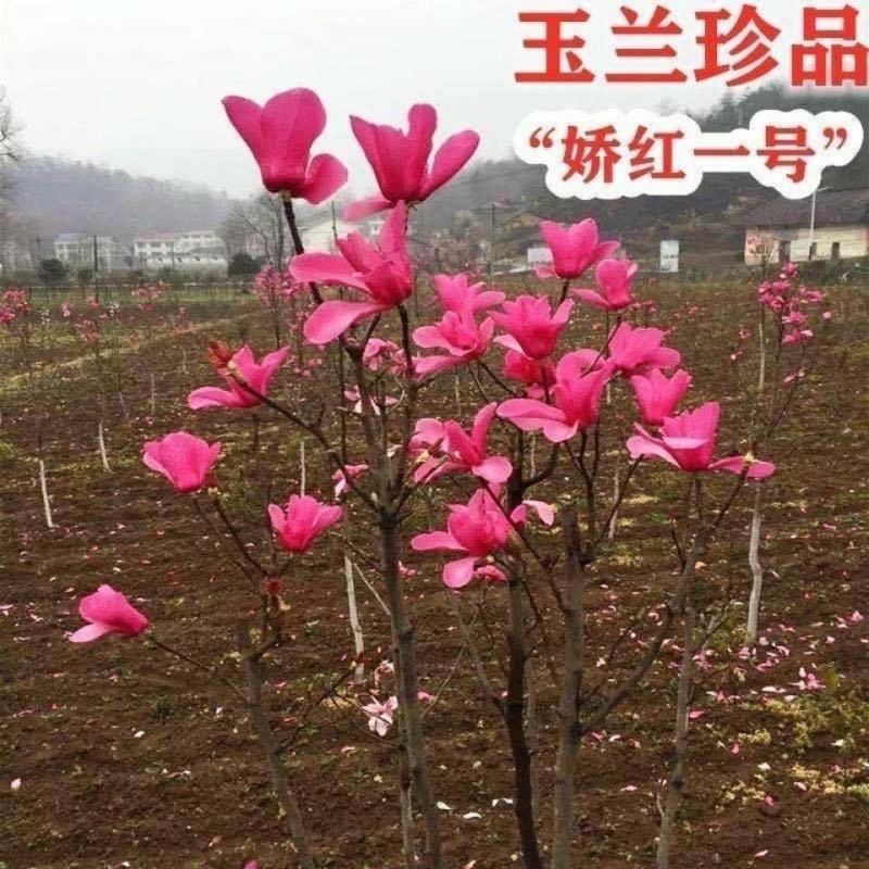 紫玉兰树苗娇红-号玉兰苗白玉兰苗黄玉兰广玉苗