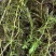 金鱼藻,水生植物,水生金鱼藻,养殖金鱼藻……