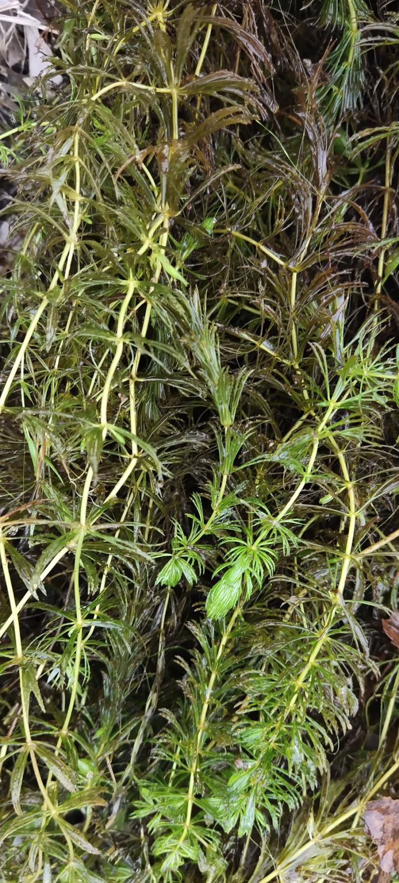 金鱼藻，水生植物，水生金鱼藻，养殖金鱼藻……