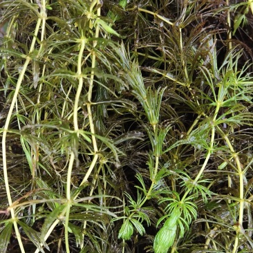 金鱼藻,水生植物,水生金鱼藻,养殖金鱼藻……