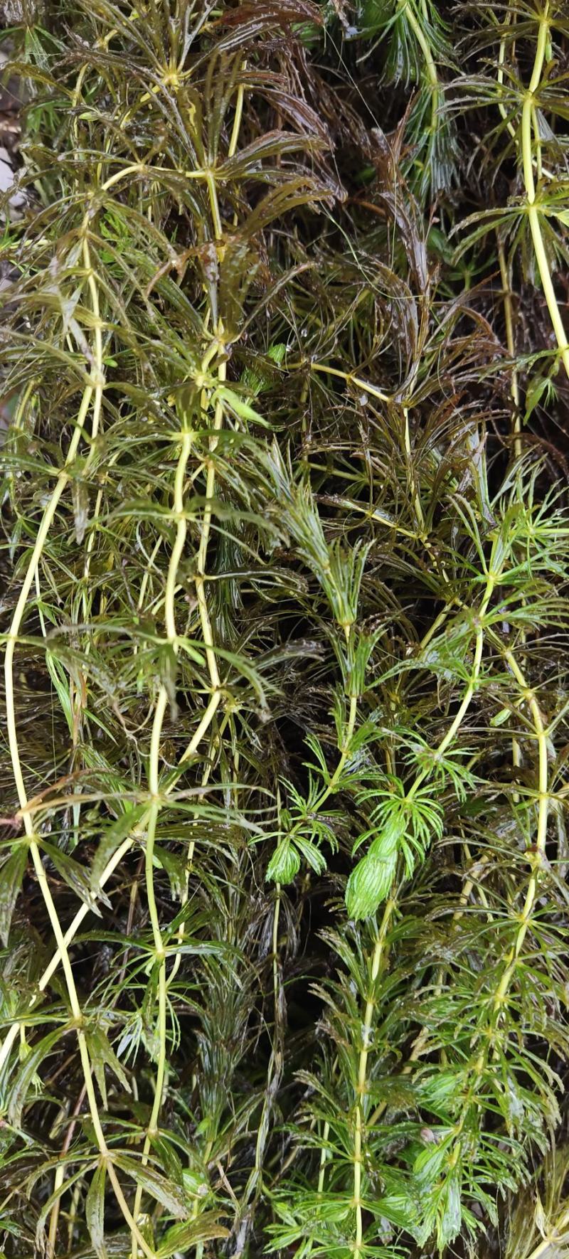 金鱼藻，水生植物，水生金鱼藻，养殖金鱼藻……
