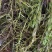 金鱼藻,水生植物,水生金鱼藻,养殖金鱼藻……