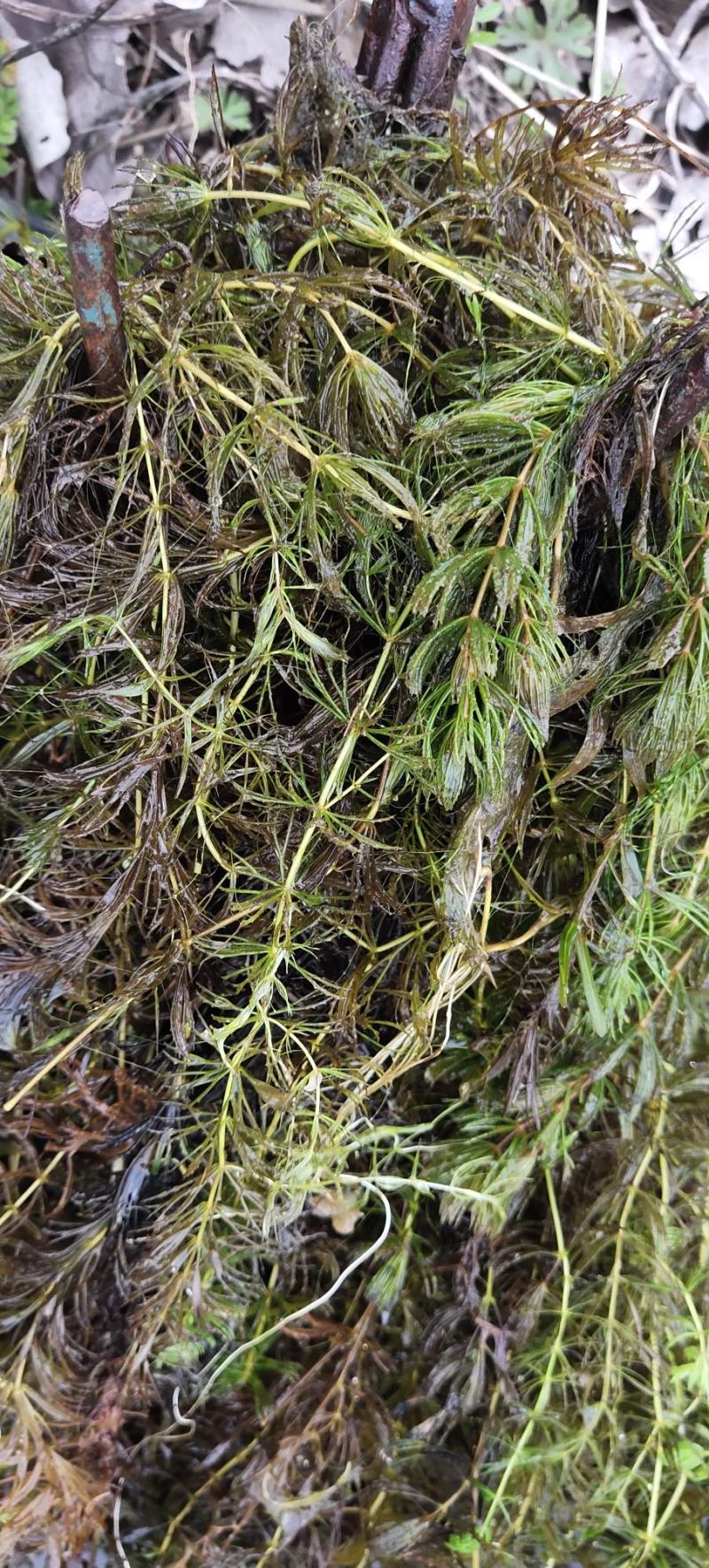 金鱼藻，水生植物，水生金鱼藻，养殖金鱼藻……