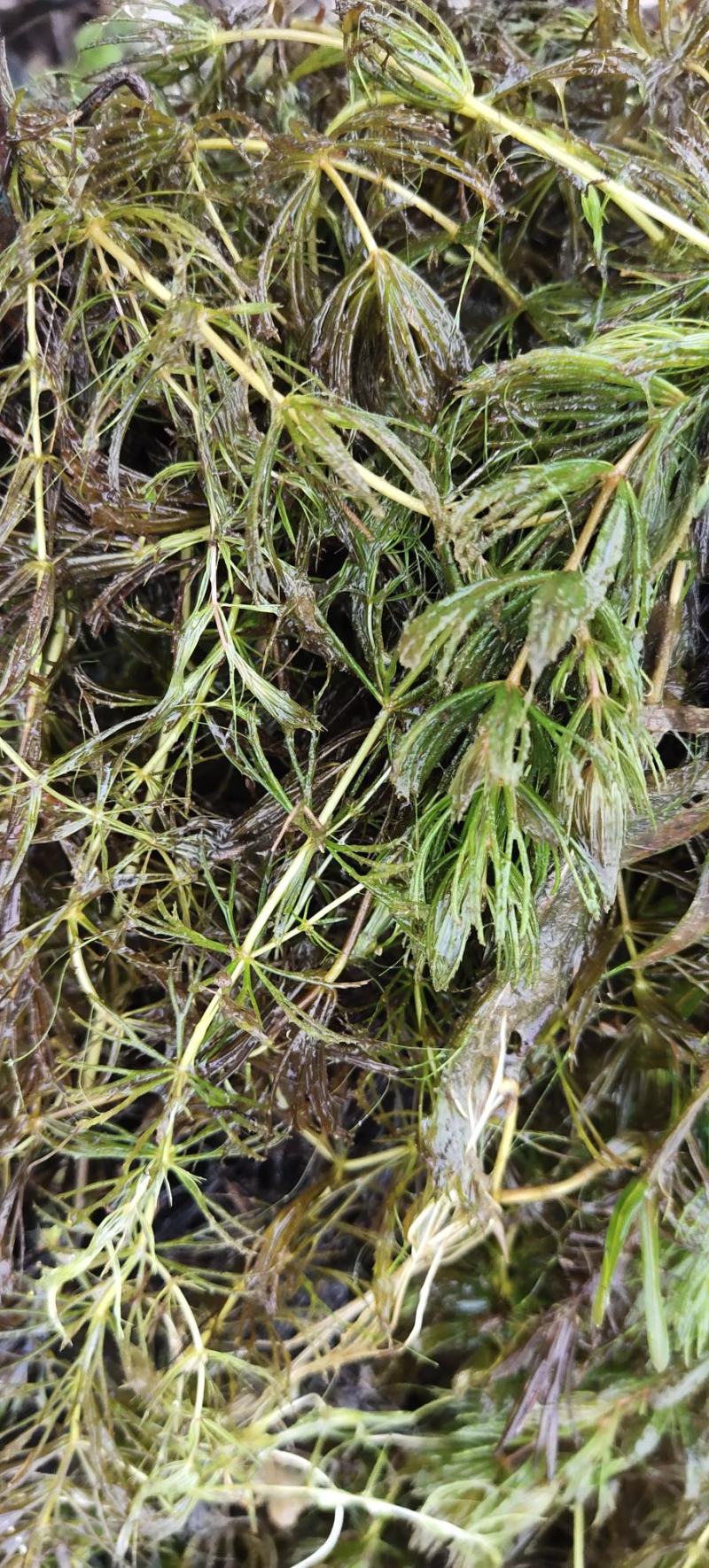 金鱼藻，水生植物，水生金鱼藻，养殖金鱼藻……