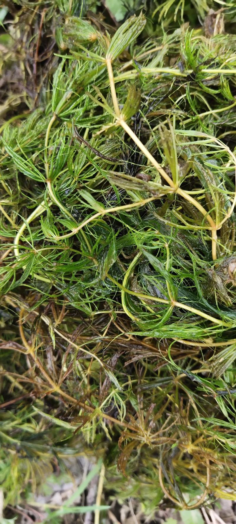 金鱼藻，水生植物，水生金鱼藻，养殖金鱼藻……