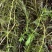 金鱼藻,水生植物,水生金鱼藻,养殖金鱼藻……