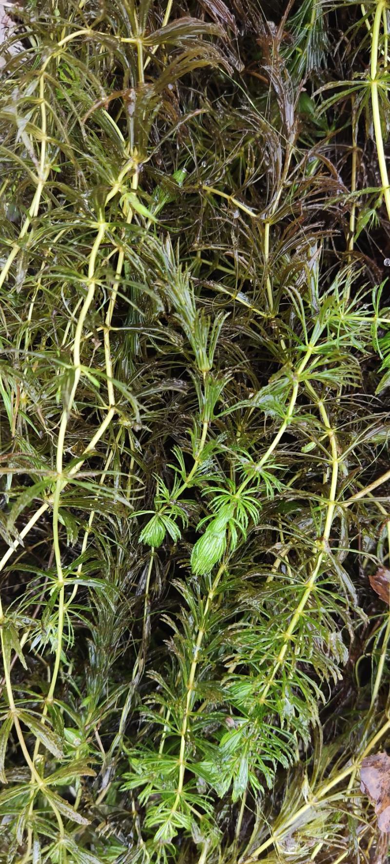 金鱼藻，水生植物，水生金鱼藻，养殖金鱼藻……