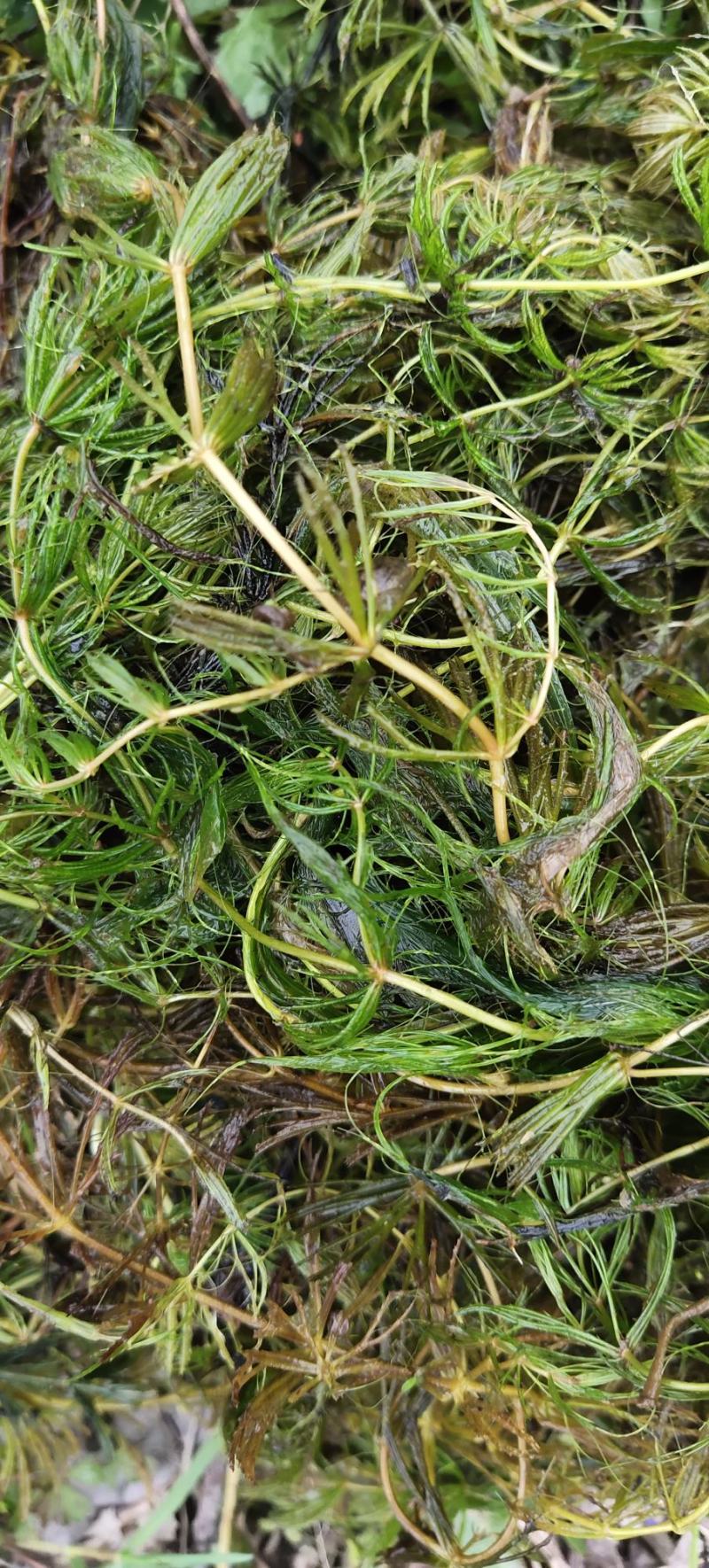 金鱼藻，水生植物，水生金鱼藻，养殖金鱼藻……