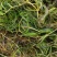 金鱼藻,水生植物,水生金鱼藻,养殖金鱼藻……