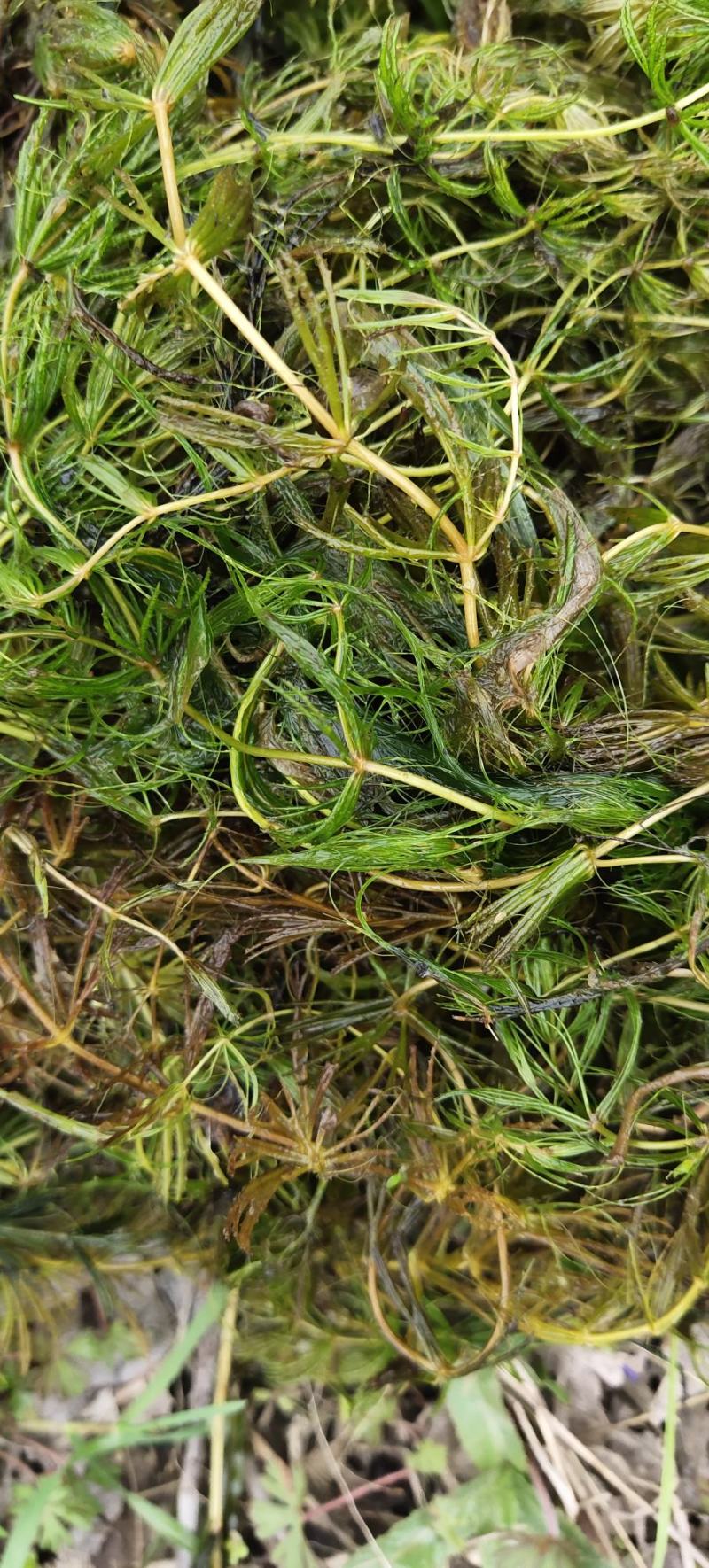 金鱼藻，水生植物，水生金鱼藻，养殖金鱼藻……