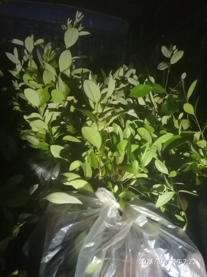 桃金娘树苗桃金娘小苗桃金娘果苗