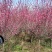 原生骨里红梅1-8公分量大，精品树型5公分45上车