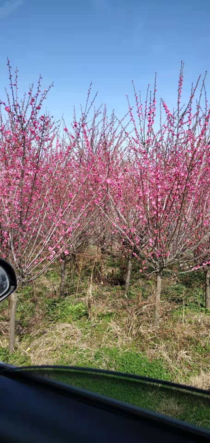 原生骨里红梅1-8公分量大，精品树型5公分45上车