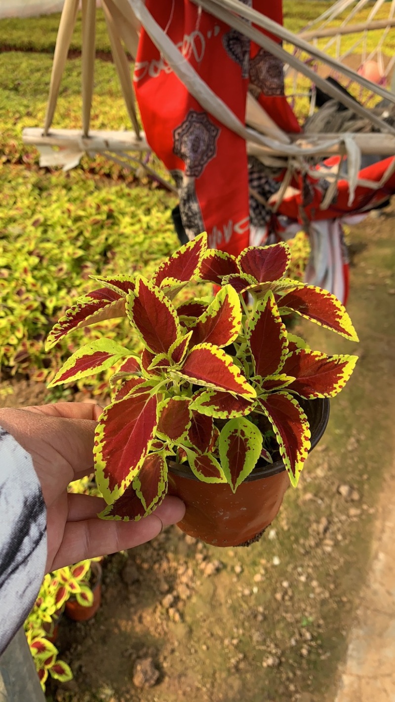 彩叶草，颜色艳丽，适合景观家居装饰