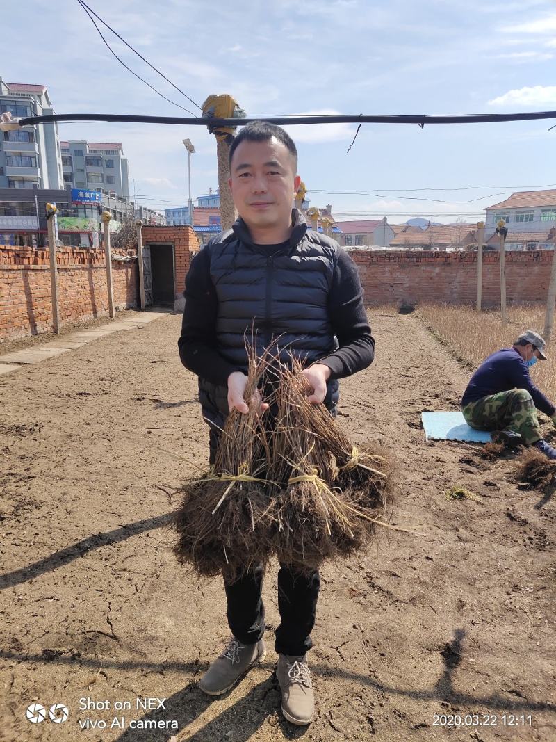 金雀锦鸡(北雀)金雀花树锦鸡儿金雀老桩营养杯苗
