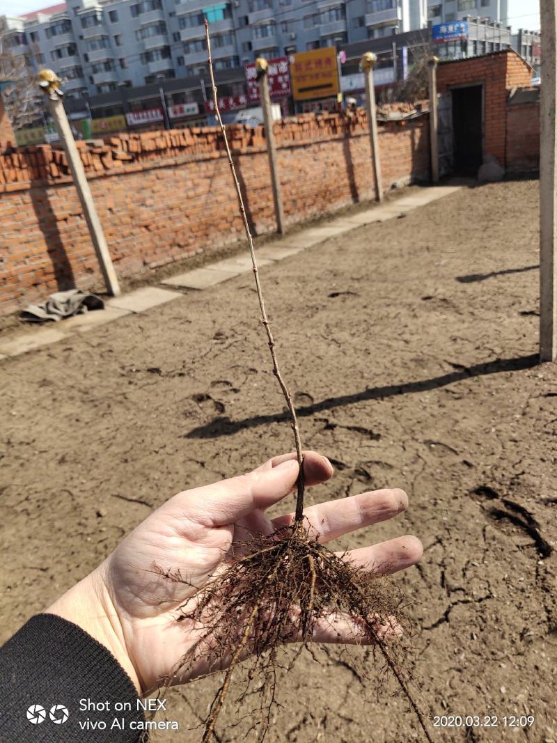 金雀锦鸡(北雀)金雀花树锦鸡儿金雀老桩营养杯苗