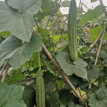 顺丽大肉丝瓜杂交一代早熟中花点头尾匀称产量高