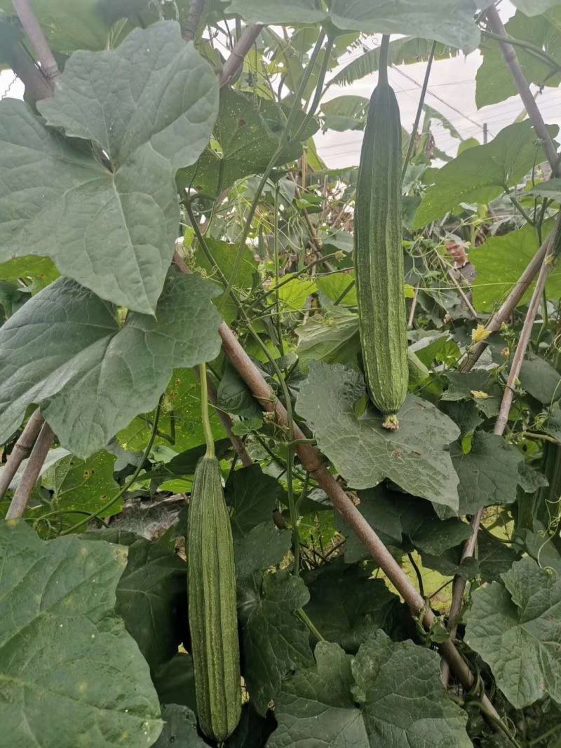 顺丽大肉丝瓜杂交一代早熟中花点头尾匀称产量高