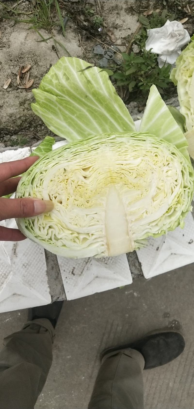 扁包菜。便宜包菜。（颜色绿，个头345）