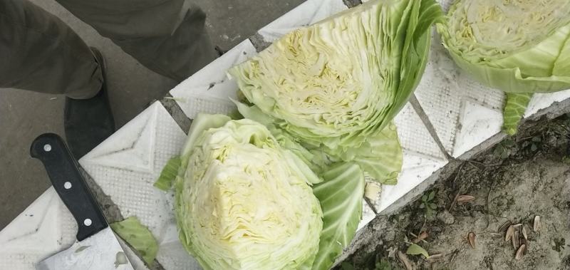 扁包菜。便宜包菜。（颜色绿，个头345）