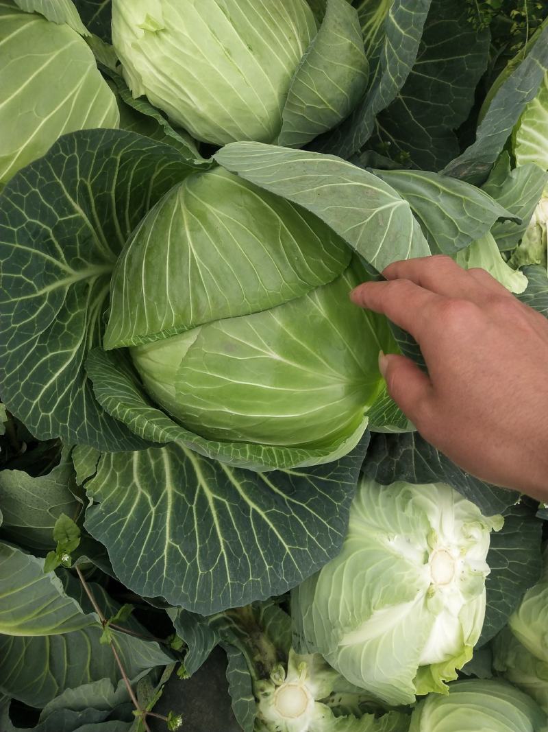 扁包菜。便宜包菜。（颜色绿，个头345）