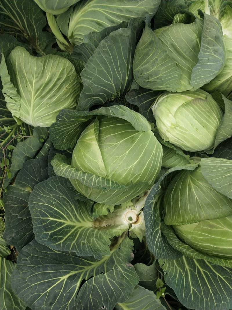 扁包菜。便宜包菜。（颜色绿，个头345）