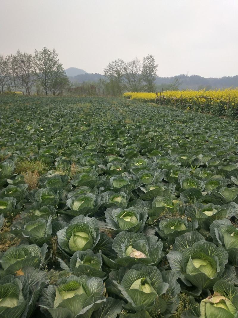扁包菜。便宜包菜。（颜色绿，个头345）