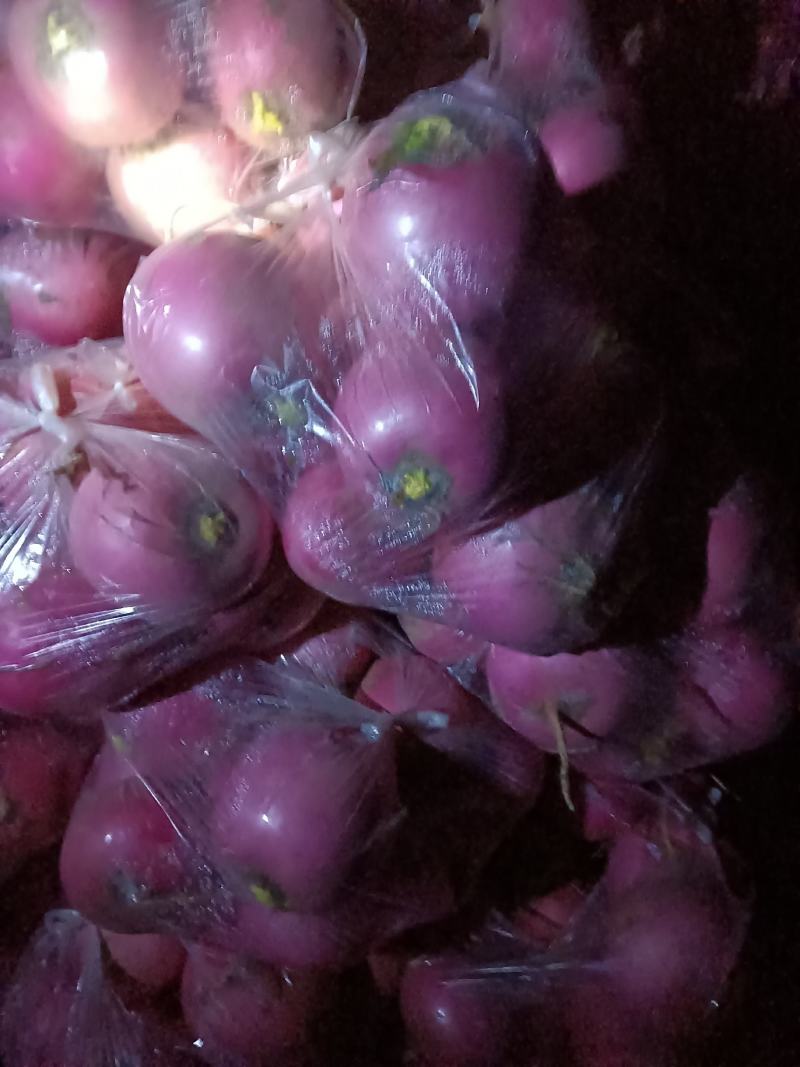 辽宁凌海市不错灯笼红萝卜大量有货