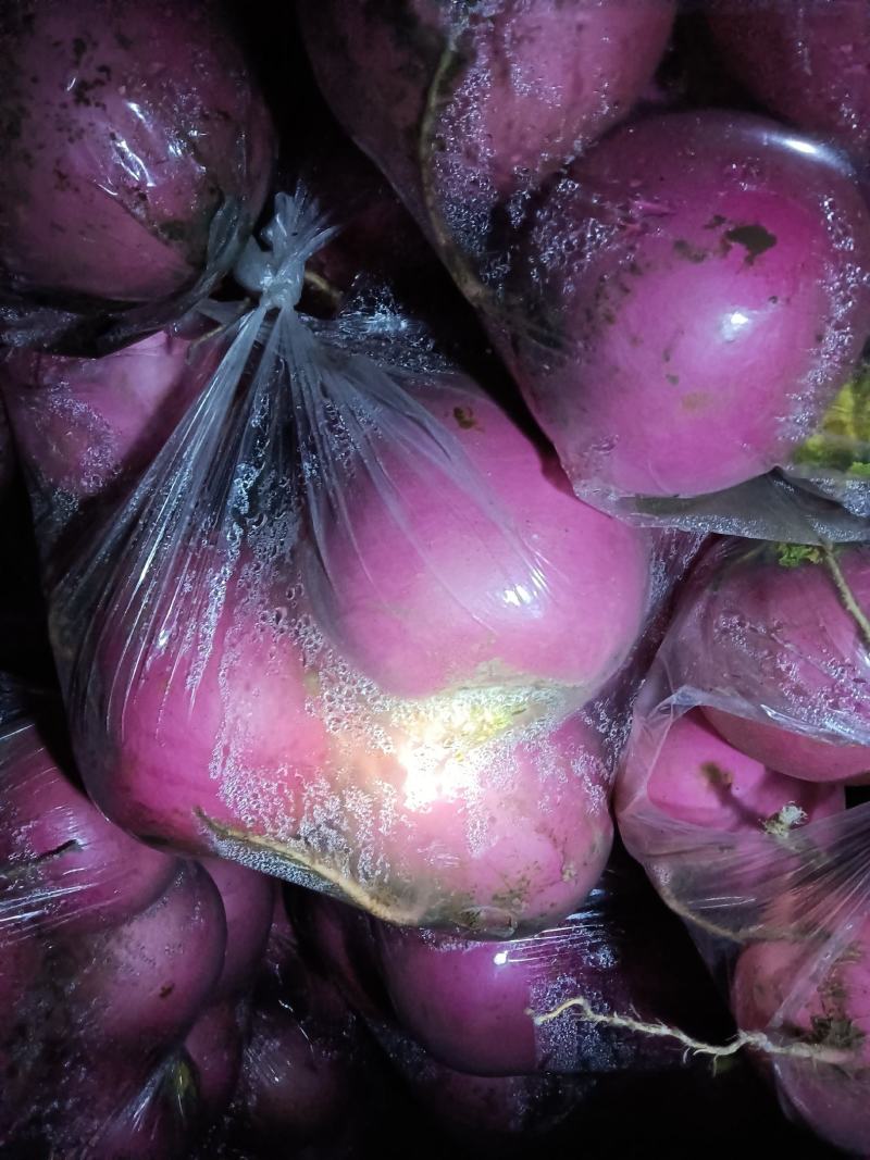 辽宁凌海市不错灯笼红萝卜大量有货