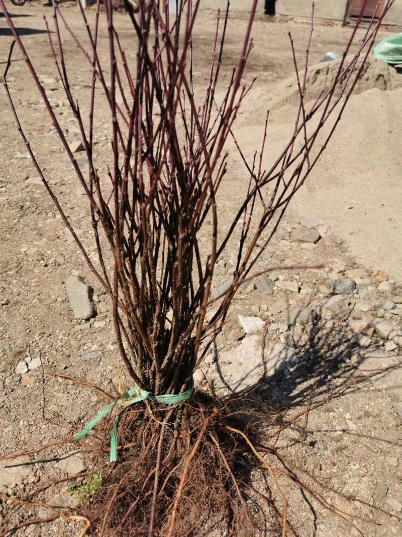 东北耐寒红梅俄罗斯红火庭院种植当年开花好养护爱